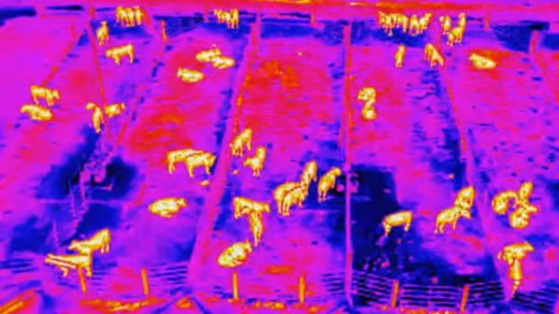 Thermal Equipped Drones Detect Disease in Cows UAS VISION